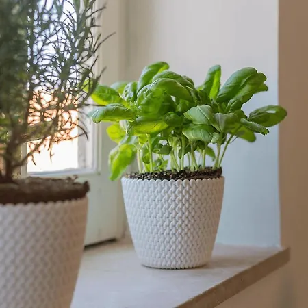 Rocksea Attic Floor Appartement *